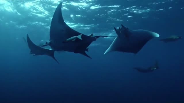 Manta Rays Family