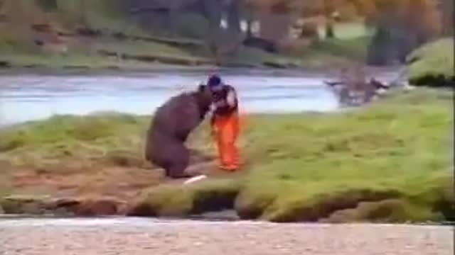 urso pardo brincando com homem