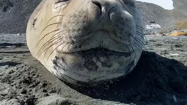 have you seen cute seals sneeze yet ???