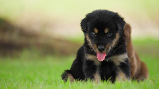 Cute Puppy Baby Dog Playing In The Green P