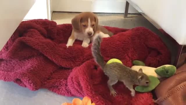 Baby Beagle Puppy and Peanut the Squirrel