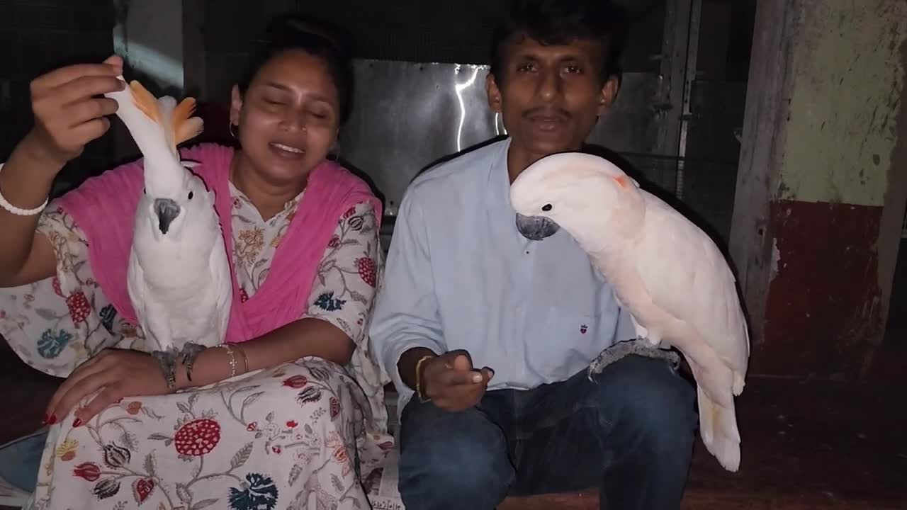 Manka The Moluccan Cockatoo Rio - Rat Vs Parrot Dipankar