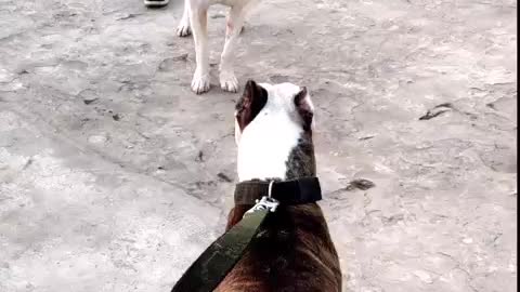 Dogo ArdEbugPYg (Simbouel| Share tiger) #pitbull #shorts #dogoargentino Two Different Breed