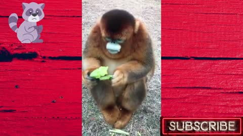 Beautiful funny and fun animals