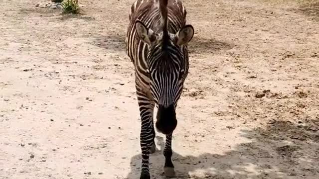 A zebra