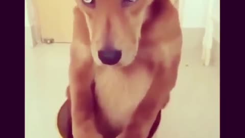 Dog funny reaction