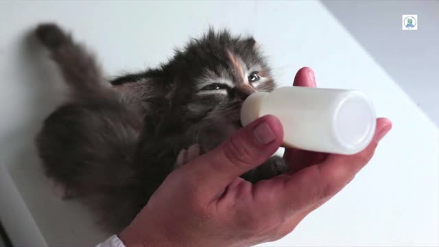 Lovely Baby cat drink milk from feeding bottle