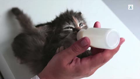 Lovely Baby cat drink milk from feeding bottle