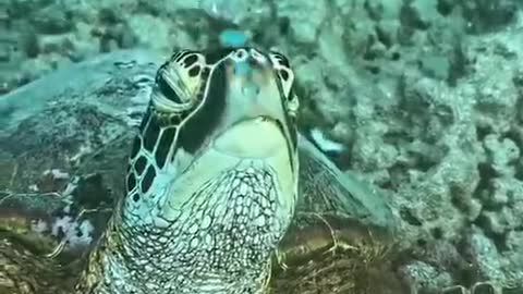 Do you know what this big turtle is doing?