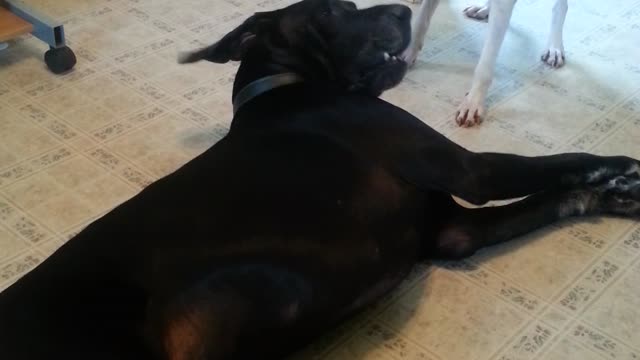 Pit Bull annoys Great Dane