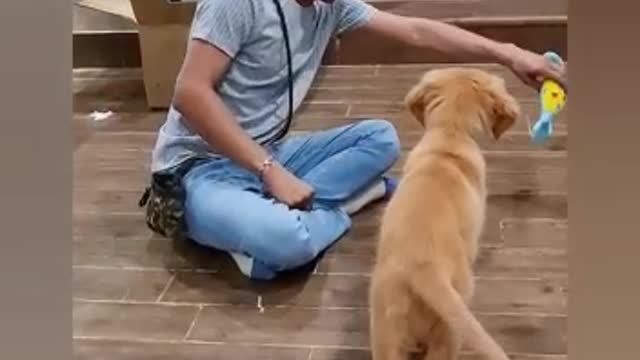 Dodi loves to play all the time