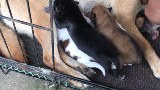 Golden Retriever puppy ( giving birth to six puppies ) day 1