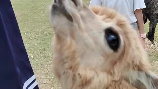 alpaca