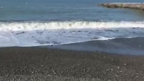 sea, sochi, gulls