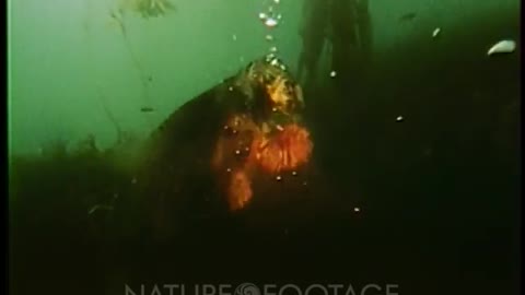 Sea otter bangs urchin with rock