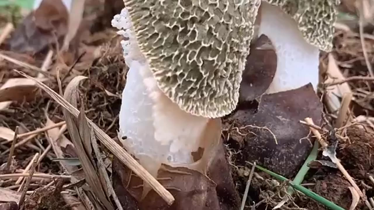 This Satisfying Video will make you have to Poop