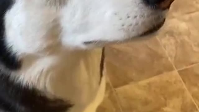 Guilty Husky Tries To Blame Other Dog