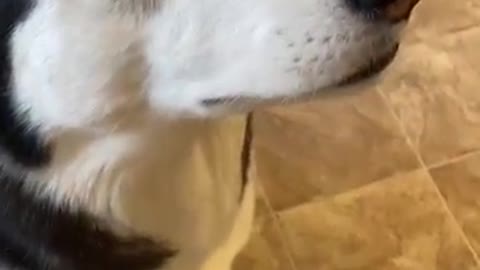 Guilty Husky Tries To Blame Other Dog