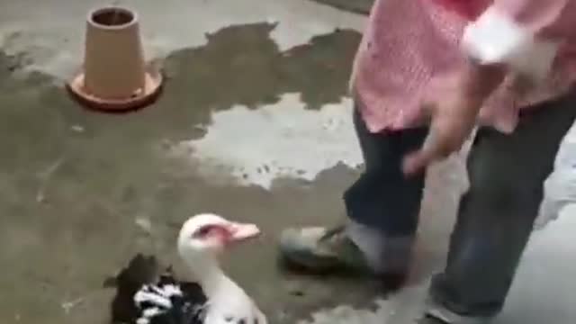 See how this duck defends its young