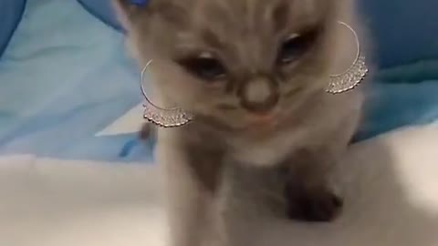 cute kitten