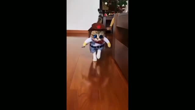 cat funny