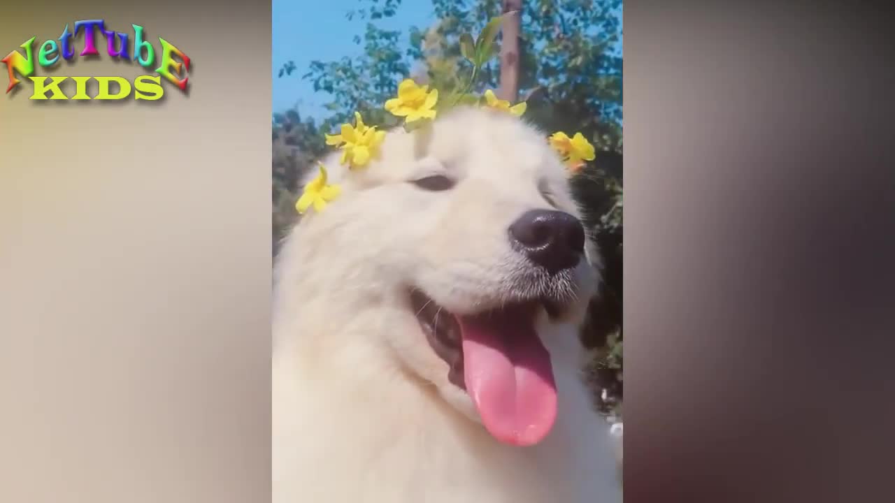 The animals part 1