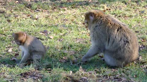 Babari macaque
