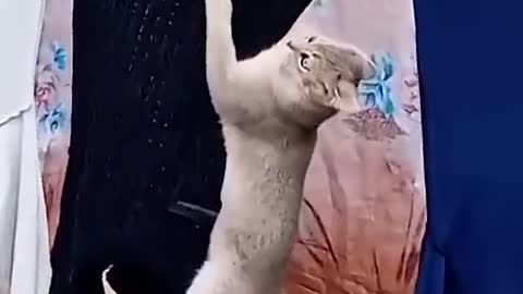 magical animal unexpected ending # hilarious attack