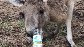 Making Friends with a Kangaroo