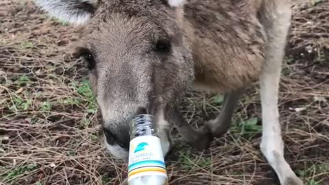 Making Friends with a Kangaroo