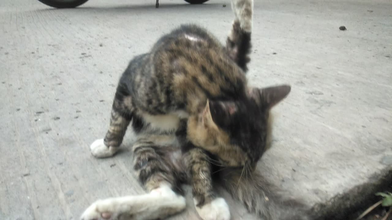 When a cat is afraid of the camera while taking a bath