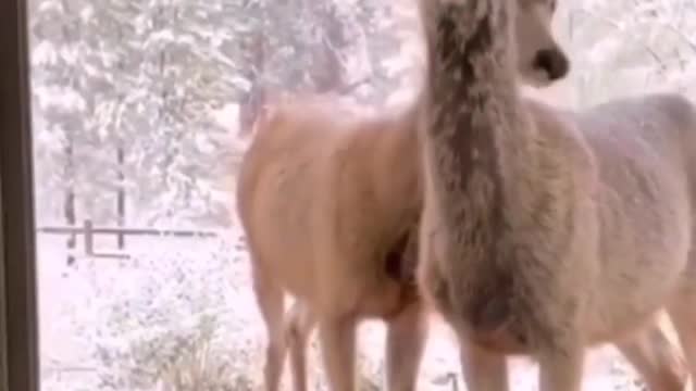 Two Curious Deer Standing at Doorstep