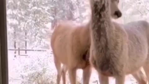 Two Curious Deer Standing at Doorstep