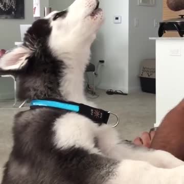 Cute baby animals Videos Compilation cutest moment of the animals - 🐶 Cutest Puppies #27