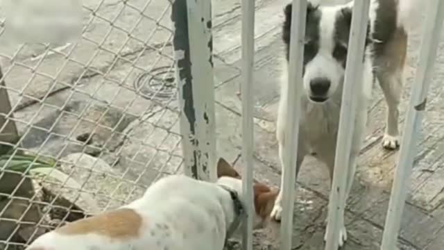 Chubby female dog stuck in metal gate rescued after trying to reach male outside