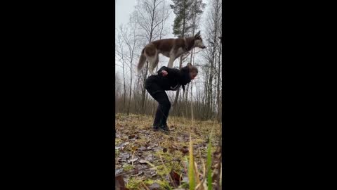 Cute And Funny Animals Compilation With Dogs, Cats, Wild Animals