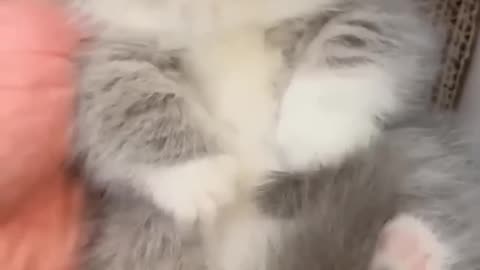 Sooo cute! #cutecat #catvideos #kitten #adorable