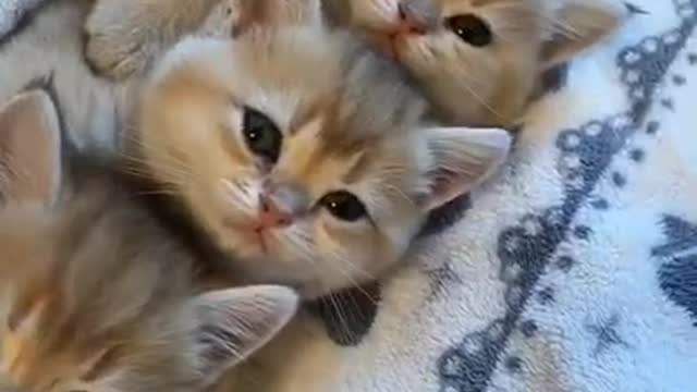 best funny cat video