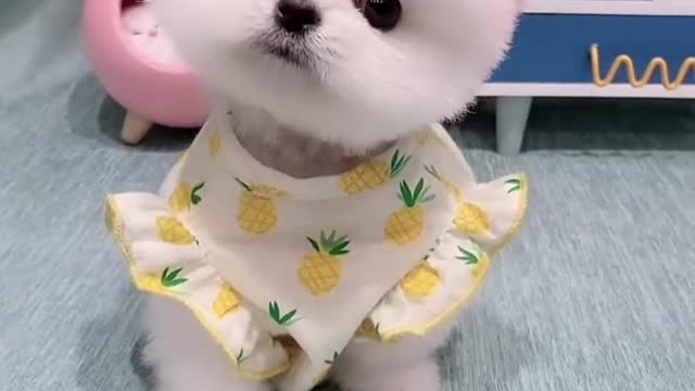 Funny Puppy