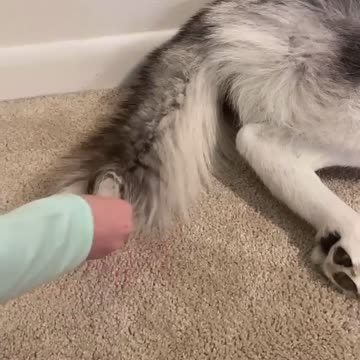 Husky or squeak toy?