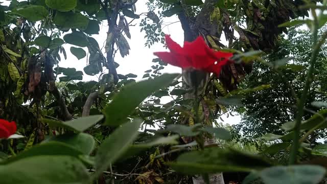 Red and seductive flowers