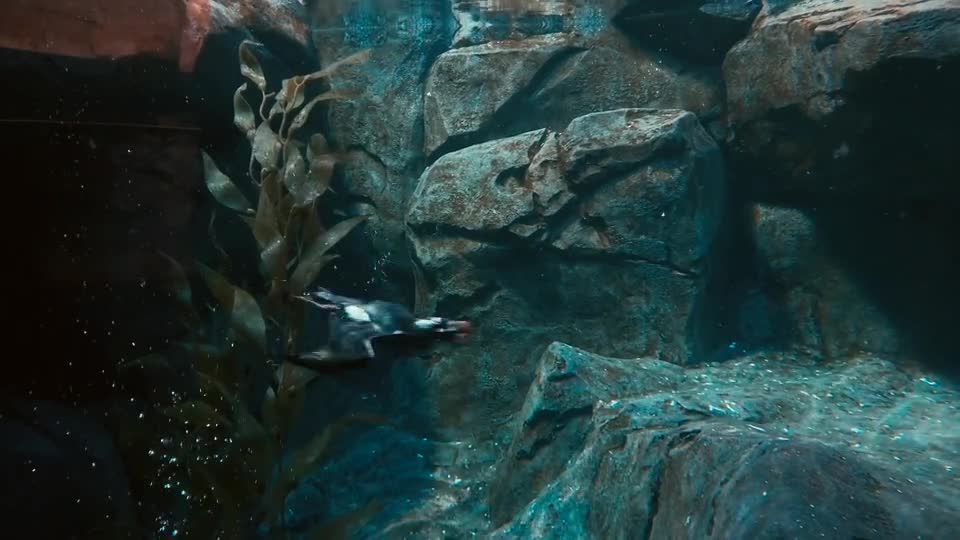 Penguin diving along the rocks