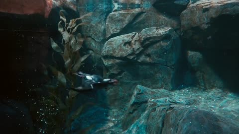 Penguin diving along the rocks