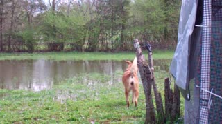 Dog converses with frogs