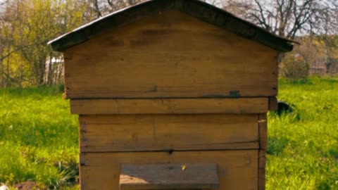 a-wooden-beehive-in-a-grassy-area