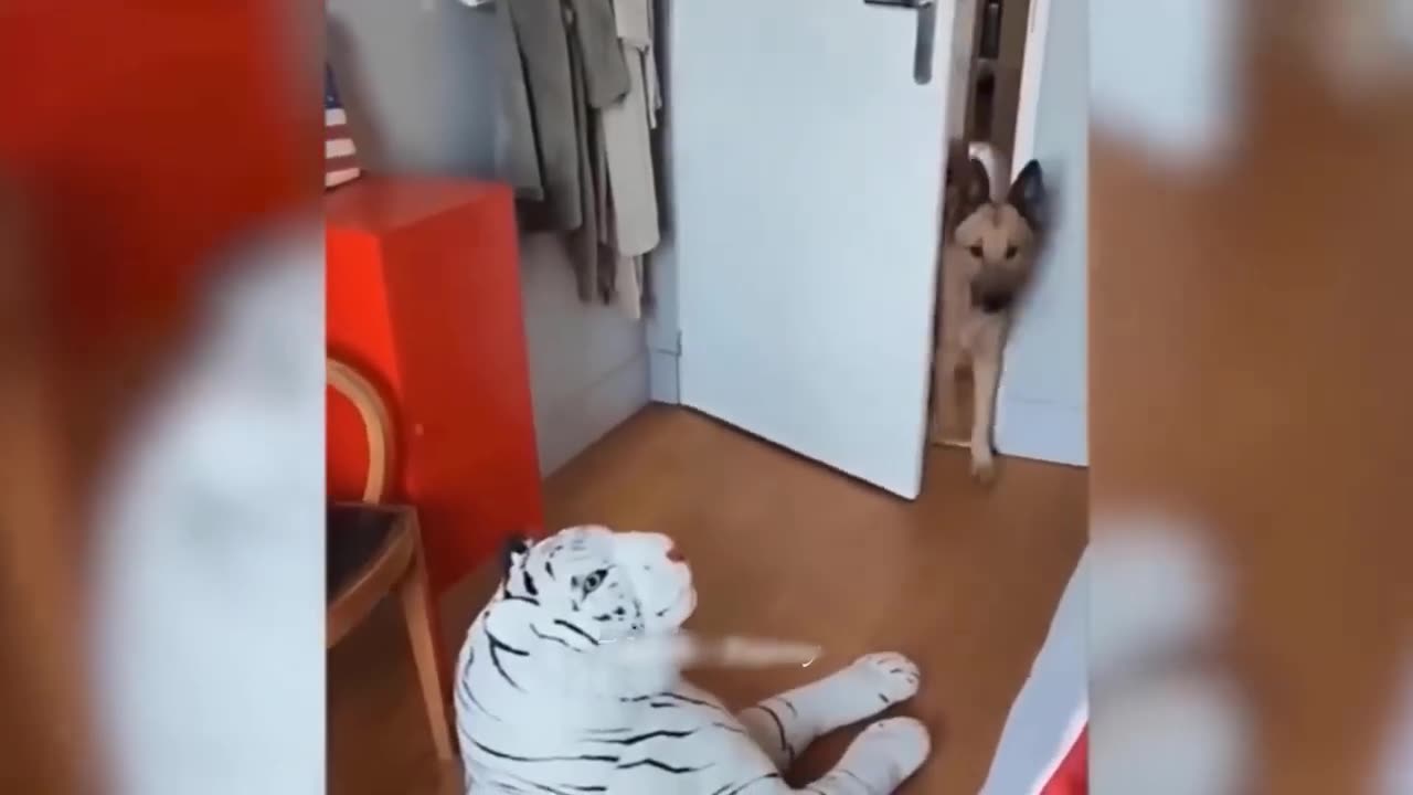 Funny Animal Videos New