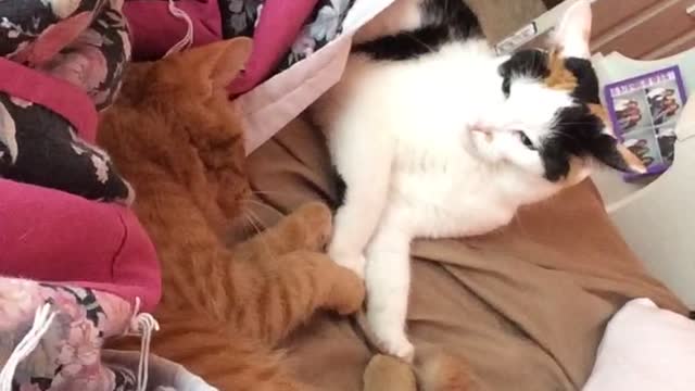 Cats pretend to fight