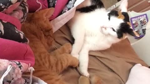 Cats pretend to fight