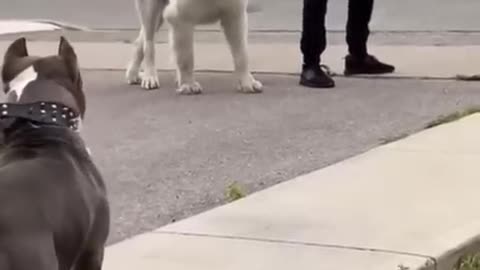 Pitbull vs Kangal