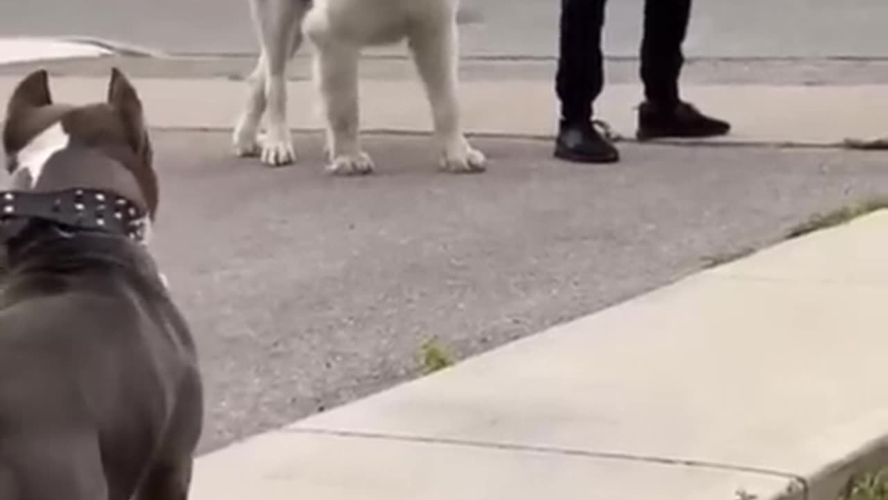 Pitbull vs Kangal